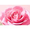 Very Rose 3-in-1 Soothing Micellar Water fra Nuxe – 200 ml.