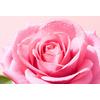 Nuxe Very Rose Micellar Water  - 400 ml.