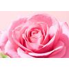 Nuxe Very Rose Soothing Cleansing Micellar Water - 750 ml.