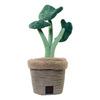B&B Pawtanic Garden Plante – 1 stk.